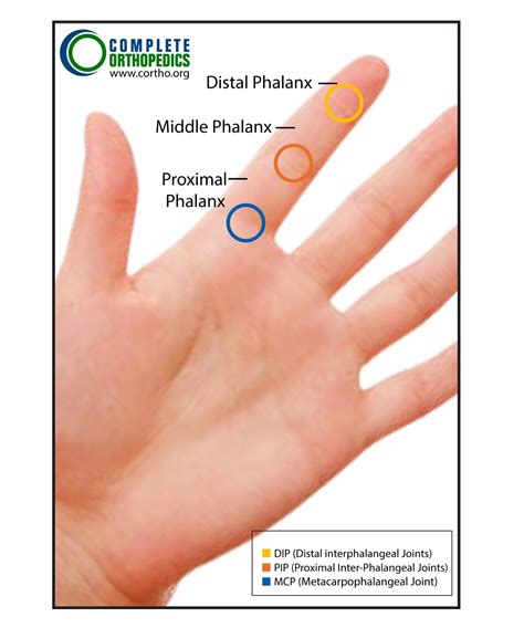 Upper Extremities – Thumb and Fingers | Best Hip & Knee Surgeon | NY, USA