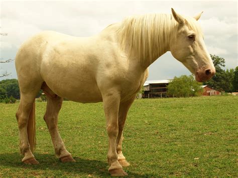 Huff's Mammoth Jackstock and Draft Mules - The Herd