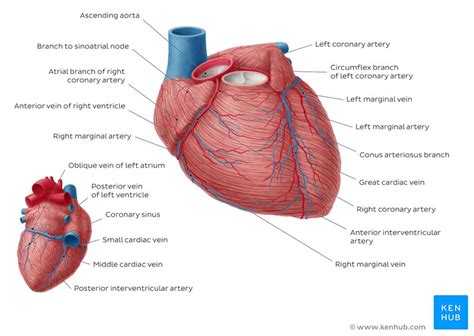 Posterior interventricular artery: Anatomy and supply | Kenhub