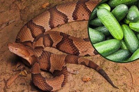 4 Venomous Snakes in Indiana [PHOTOS & VIDEO of How to Identify]
