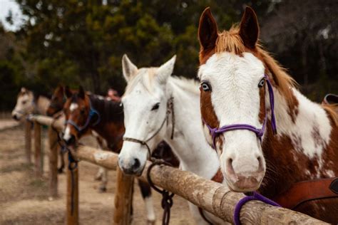 7 Best Farms & Ranches for Horseback Riding Near Austin, TX ...