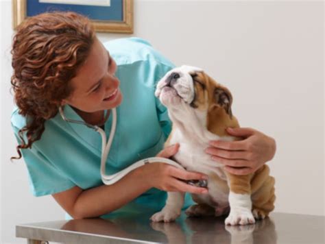 How Long Does It Take To Become a Veterinarian? | GCU Blog