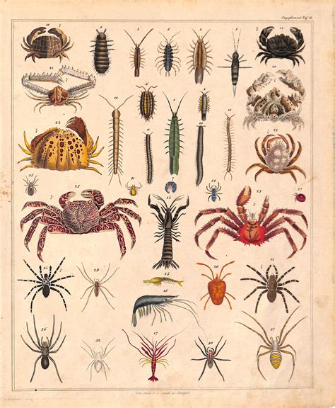 Scientific Illustration of Crabs, Spiders, Insects, and Centipedes