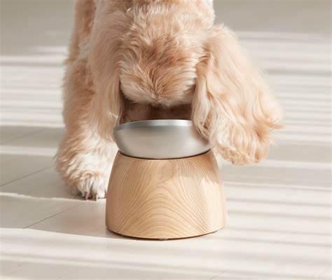 20 degree tilt pet bowl keeps food from pouring out - Yanko Design