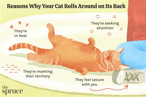 So Many Feels Cat