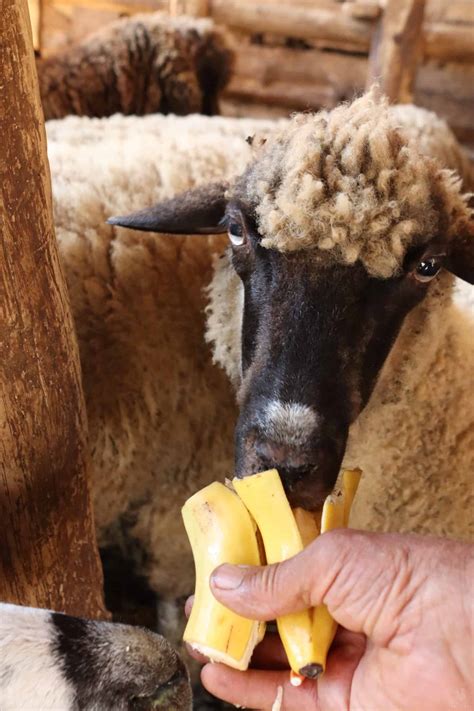 Can Sheep Eat Bananas? Is It Safe?
