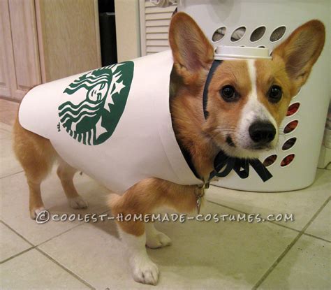 Corgi Puppy In A Costume