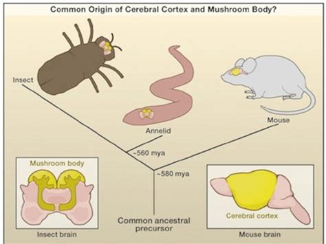 The Worm In Your Brain
