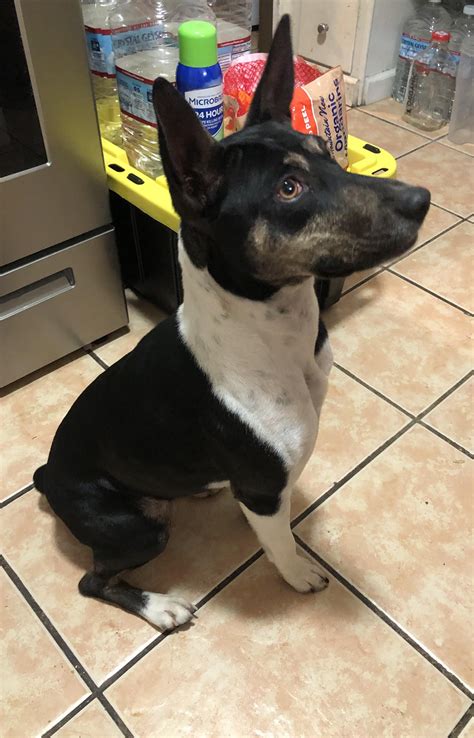 Decker rat terrier breeders : r/ratterriers