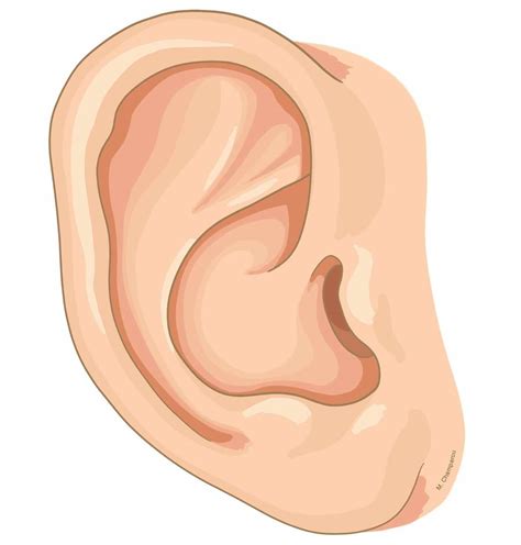 External Ear Anatomy Diagram