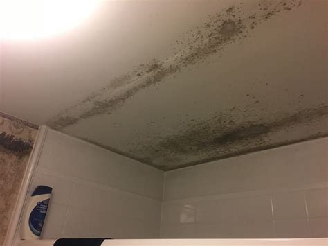 8 Easy Ways to Rid Bathroom Ceiling Mold Fast! – HOMYSTYLE