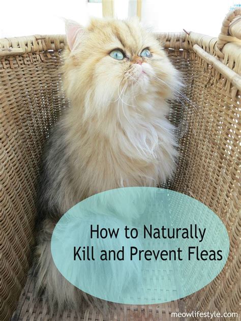 Soothe Your Sneezy Kitty: Natural Home Remedies for Cat Colds - Wave Sold