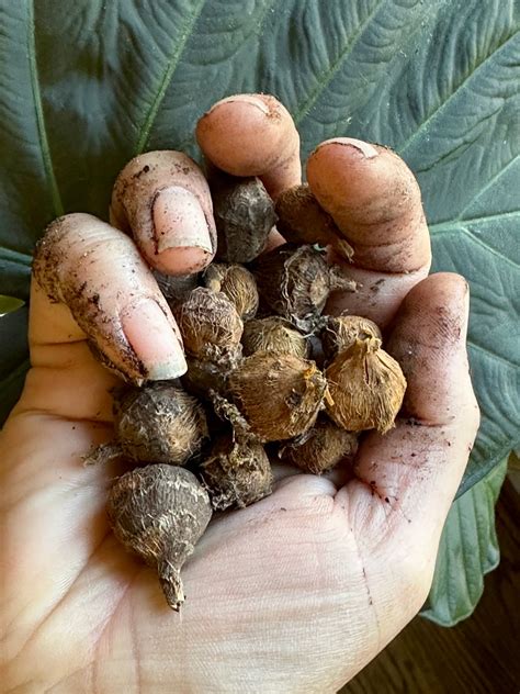 Alocasia Corms: Propagation and Growth