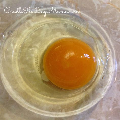 The Egg Trial Begins