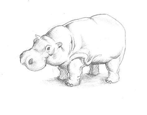 Realistic Pencil Drawing of a Hippopotamus
