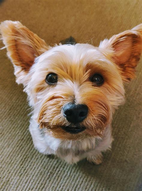 What Is A Dachshund Yorkie Mix Called at Anthony Tryon blog