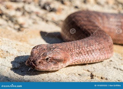 Common Death Adder, Acanthophis Antarcticus, Is A Quiet Venomous Snake ...