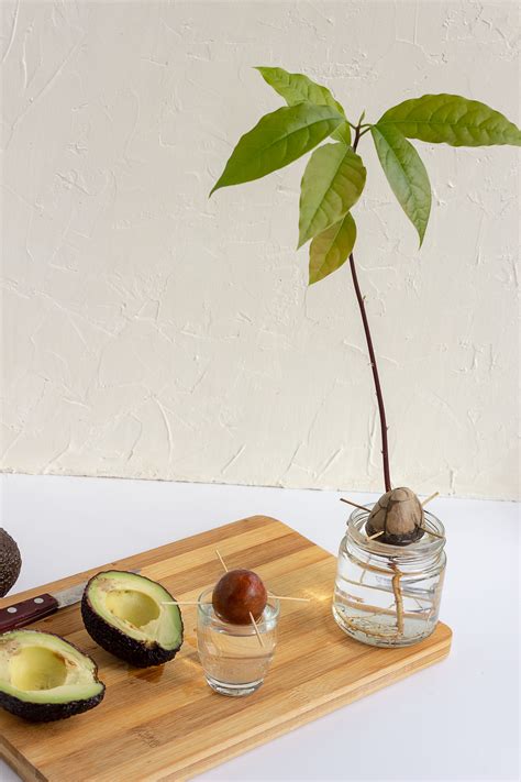 How to Plant an Avocado Seed in Water | Livingetc