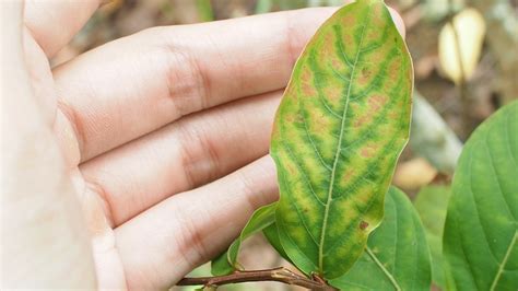 Identifying Nutrient Deficiency in Plants - symptoms of zinc deficiency in plants
