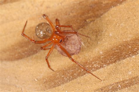 Red House Spider - Queensland Museum