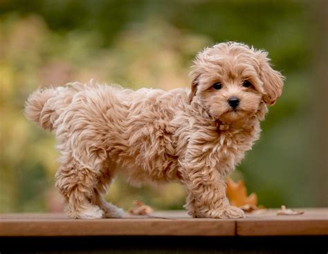 When Is a Maltipoo Full-Grown? - We Love Doodles
