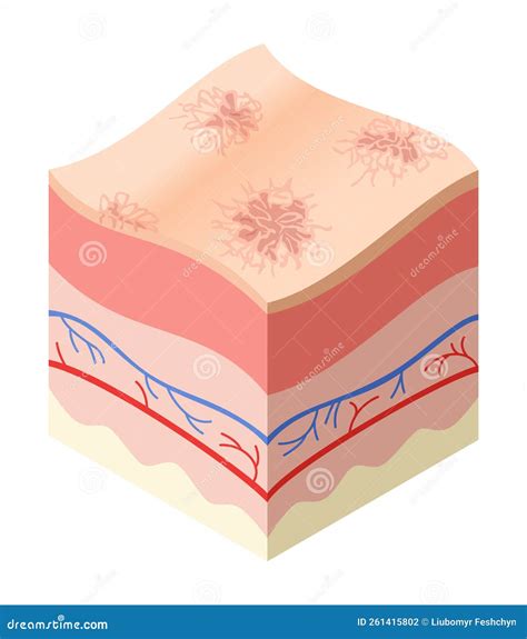 Skincare Medical Concept. Problems in Cross-section of Human Skin Horizontal Layers Structure ... - Horizontal Layers