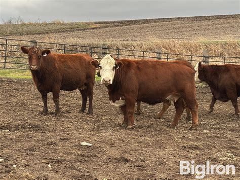 8) 7&8 YO Red Angus Cross Breds (BID PER HEAD) BigIron Auctions