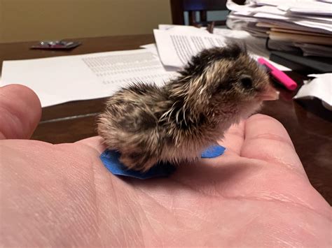 He wasn’t very happy while we did it, but hopefully it’ll fix his curled toes : r/quails