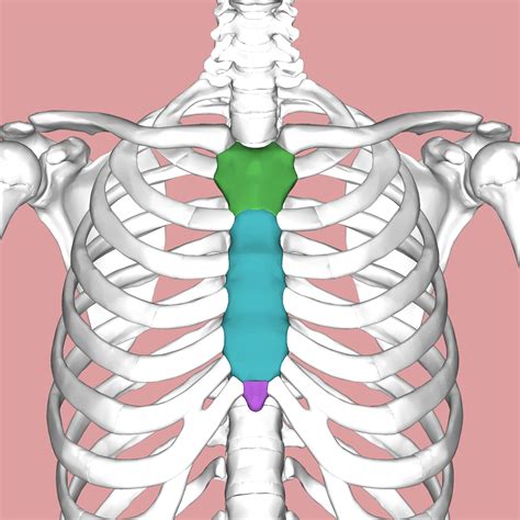 Xiphoid Process Bone