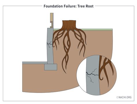Foundation Failure: Tree Root - Inspection Gallery - InterNACHI®