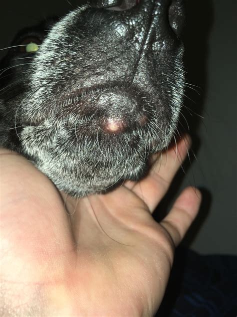 Why Does My Dog Have Bumps On Chin at Juan Zuniga blog