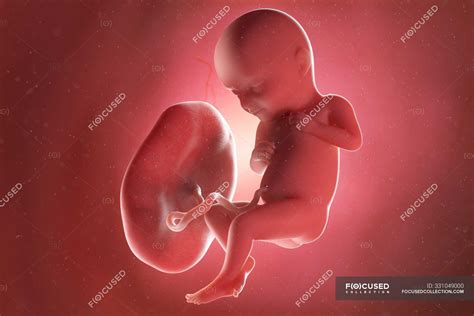 Human fetus at week 32, computer illustration. — development, prenatal ...
