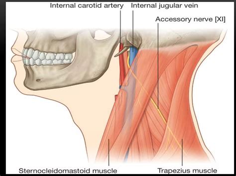 Xi cranial nerve | PPTX