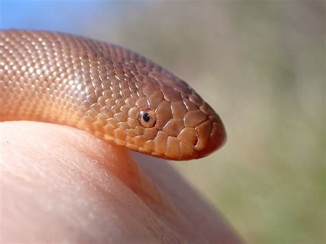 10 Facts About The Rubber Boa (USA) - Snake Radar
