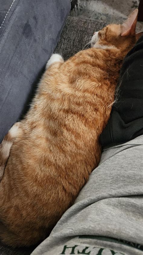 Orange cat vs black cat attitudes : r/HalloweenKittyCombo