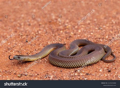 Australian Mulga King Brown Snake Flickering Stock Photo 2125255868 ...