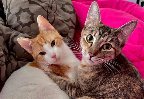 ARF Celebrates 25th Year As a Safe Place for Animals — Muncie Journal