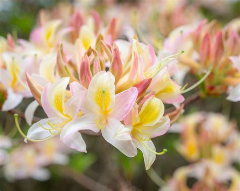 How to prune azaleas: to keep them healthy and beautiful | Homes & Gardens