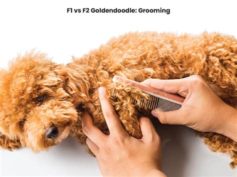 F1 vs F2 Goldendoodles: A Comparison of the Two Generations - Awesome ...