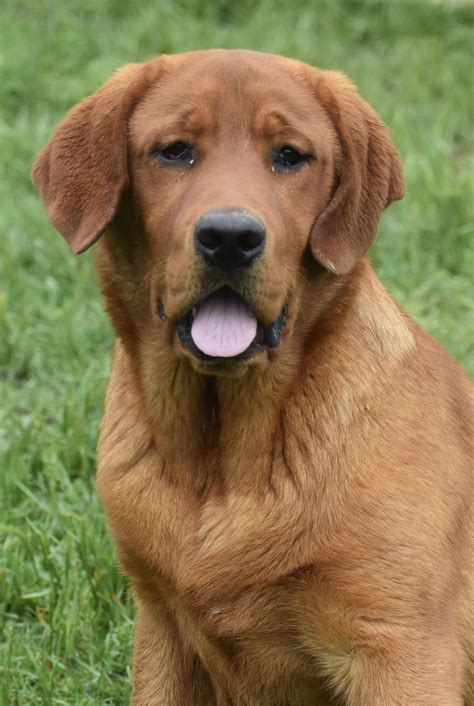 Fox Red & Yellow Labrador Retrievers Breeder in Oklahoma by Liberty Run ...
