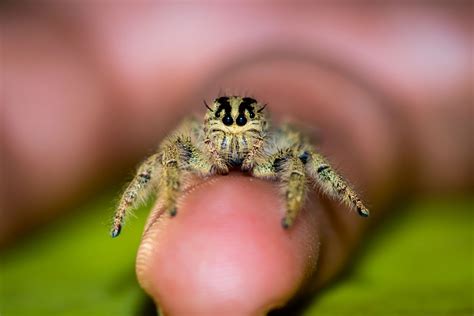 Cute Names For Pet Spiders at Louise Burgess blog