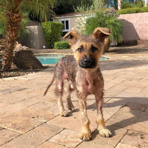 German Shepherd Dwarfism | German Shepherd Country