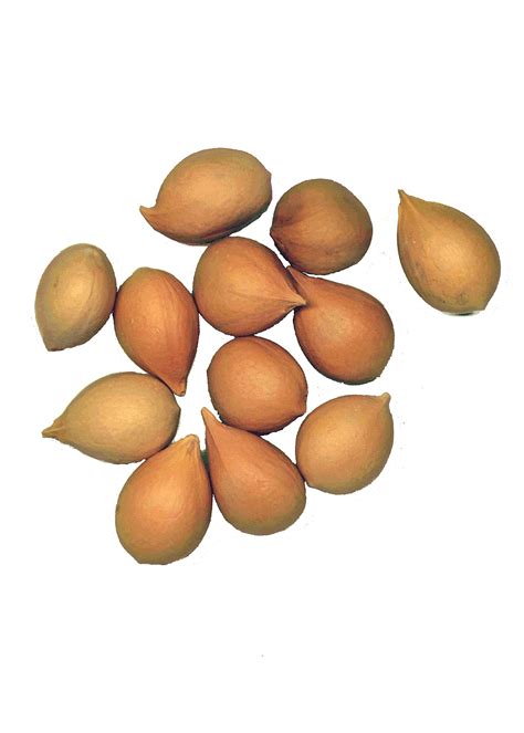 Sago Palm Tree Seeds