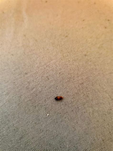 Brown Spots On My Bed Sheets at George Delano blog