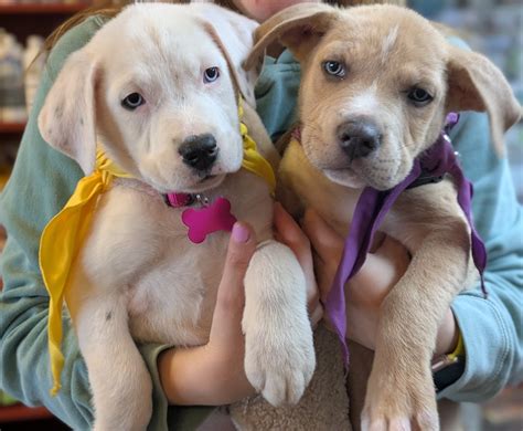 bad dog frida (@baddogfrida) • Instagram photos and videos