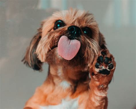 Why Do Dogs Lick You - 12 Surprising Reasons - Fun Paw Care