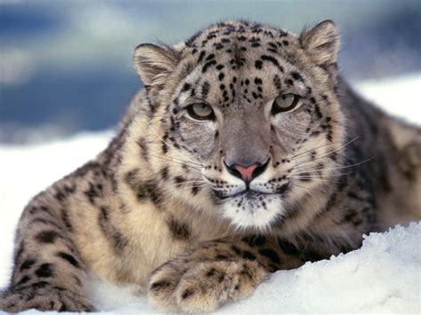 Snow Leopard Wallpaper - The Animal Life