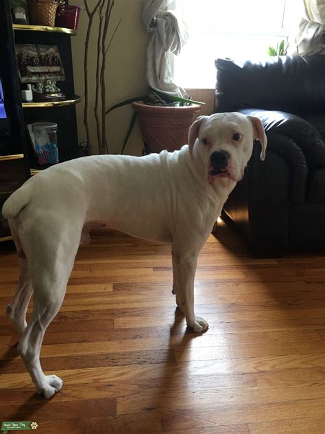 White Male Boxer For Sale at Oliver Howell-price blog