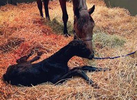 Dam Foal Search Equibase : ONE GENERATION DAMS' PRODUCE RECORD - MCNNJO