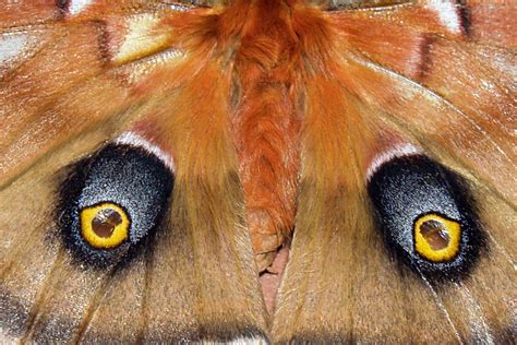Free Images : nature, wing, insect, mane, moth, butterfly, fauna ...